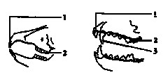 ½Ķ